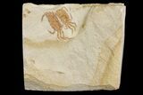 Two Miocene Pea Crab (Pinnixa) Fossils - California #177020-1